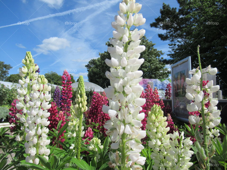 Lupins cerise and white standing tall against blue sky