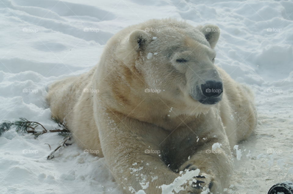 High angle view of polar bear