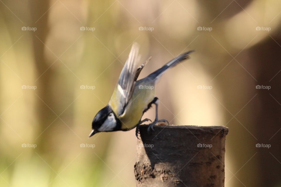 Great tit jumping off perch