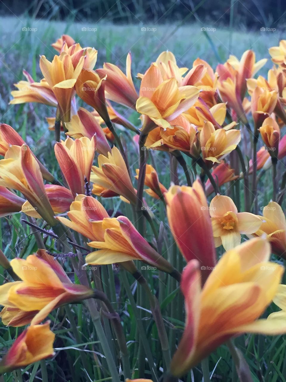 Beautiful fall flowers