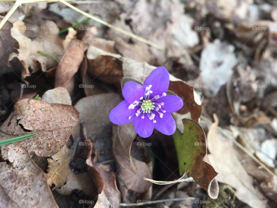 Spring Hepatica