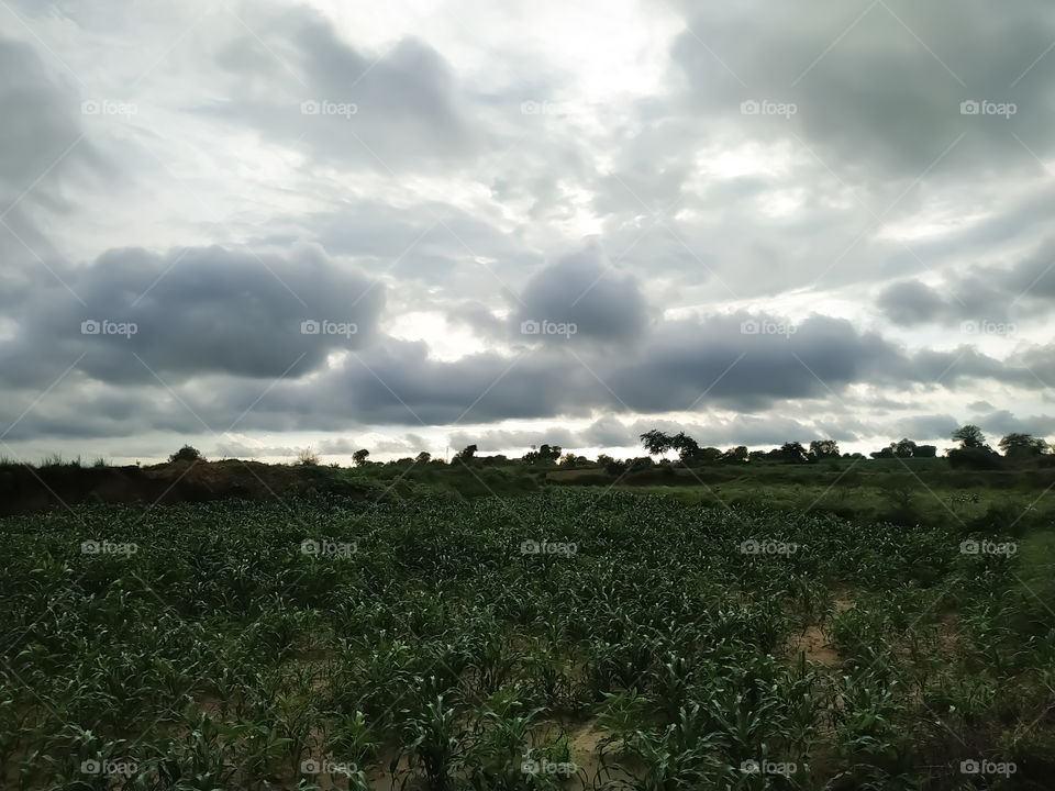 Storm clouds over the green millet plants field