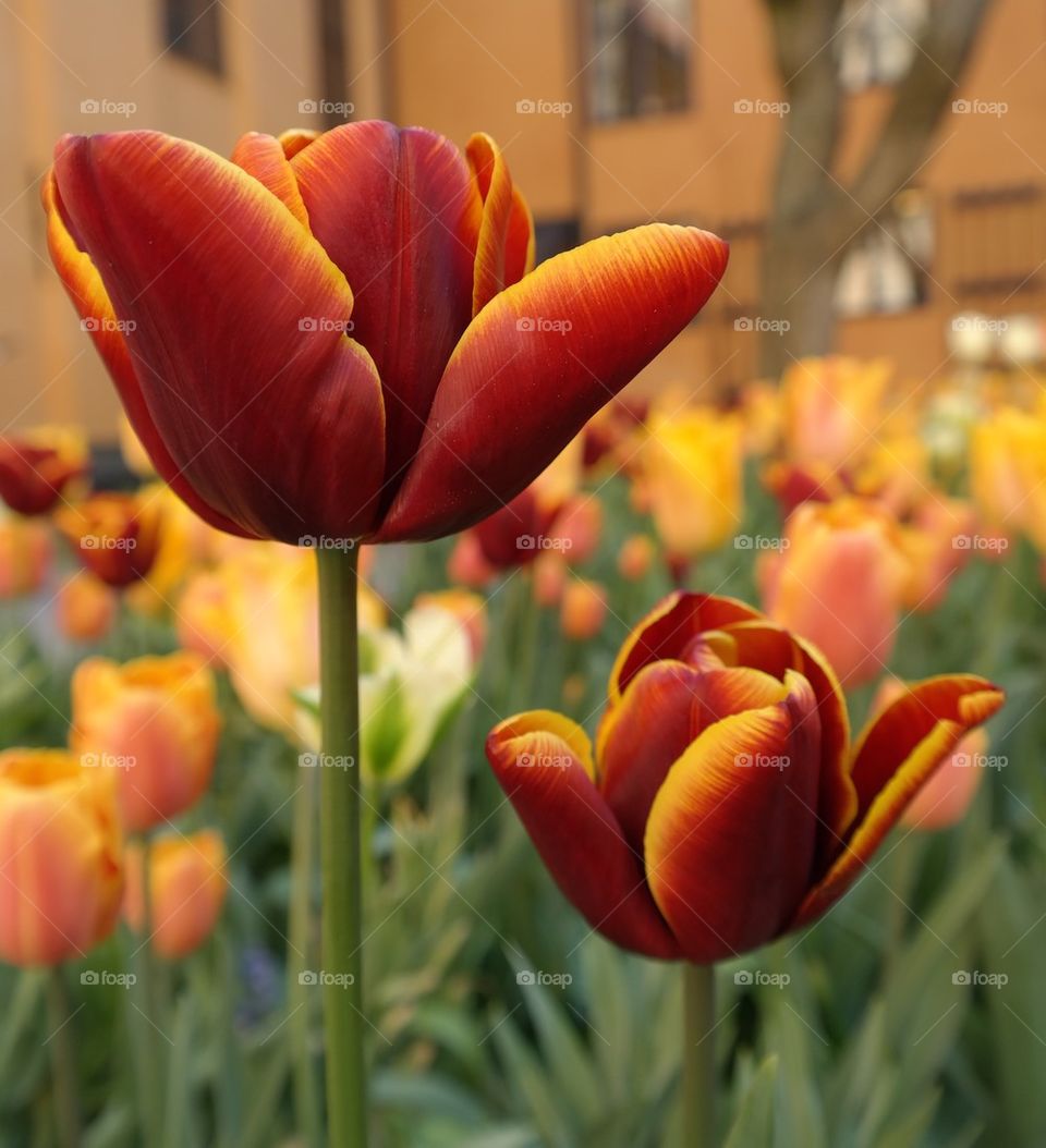 Beautiful Tulips