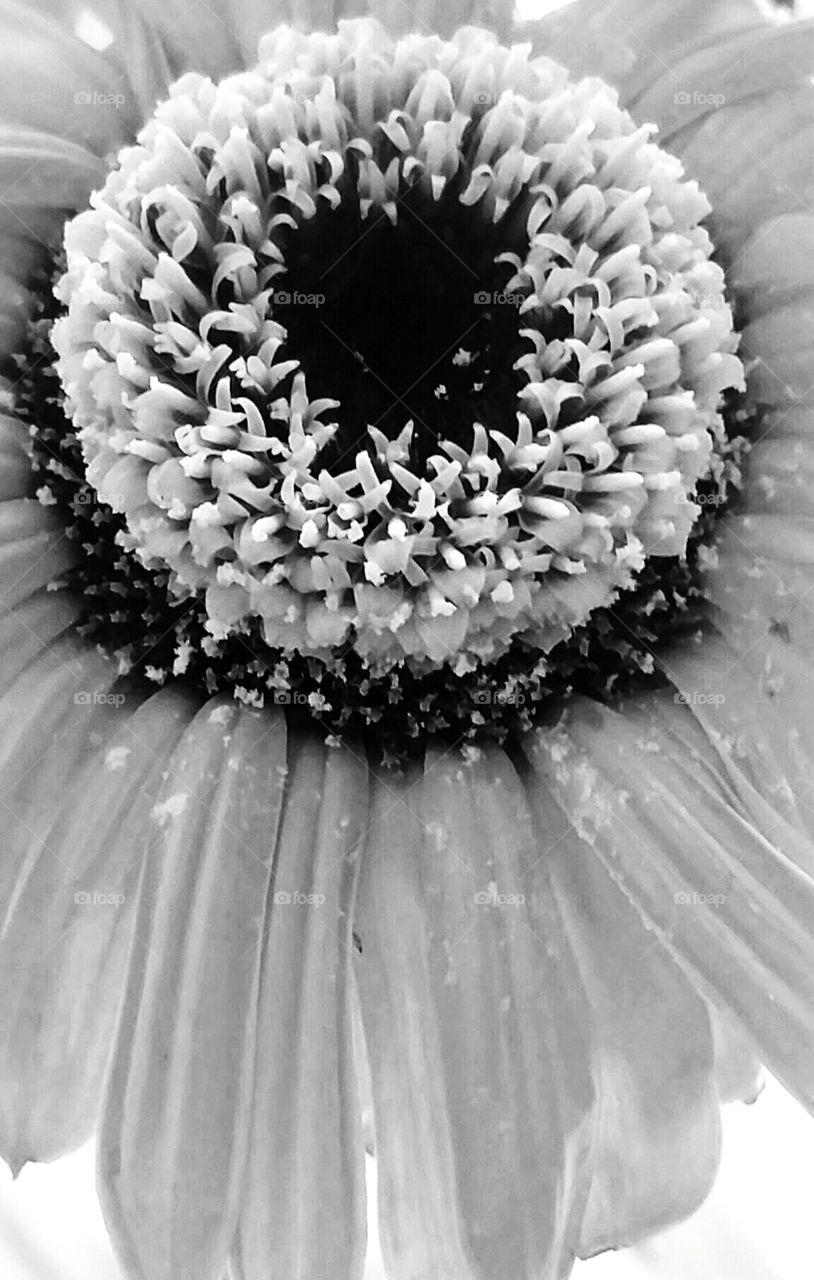 Close up of Flower - The Universe is in the detail.