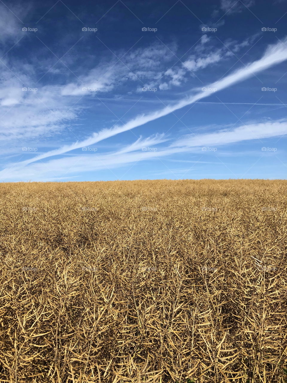 Agriculture field with blue sky