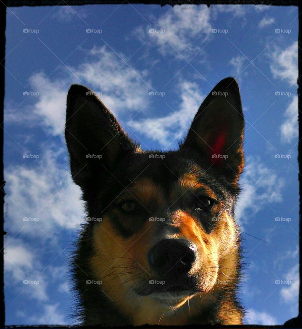wolf dog in the sky. our dog Rosie wolf mix