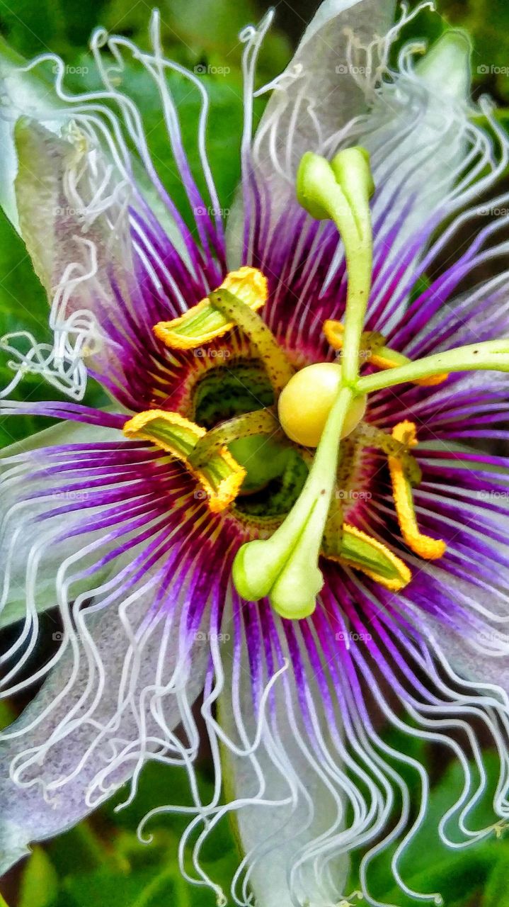 Vibrant Passion Flower. Passion flowers on vine in garden.