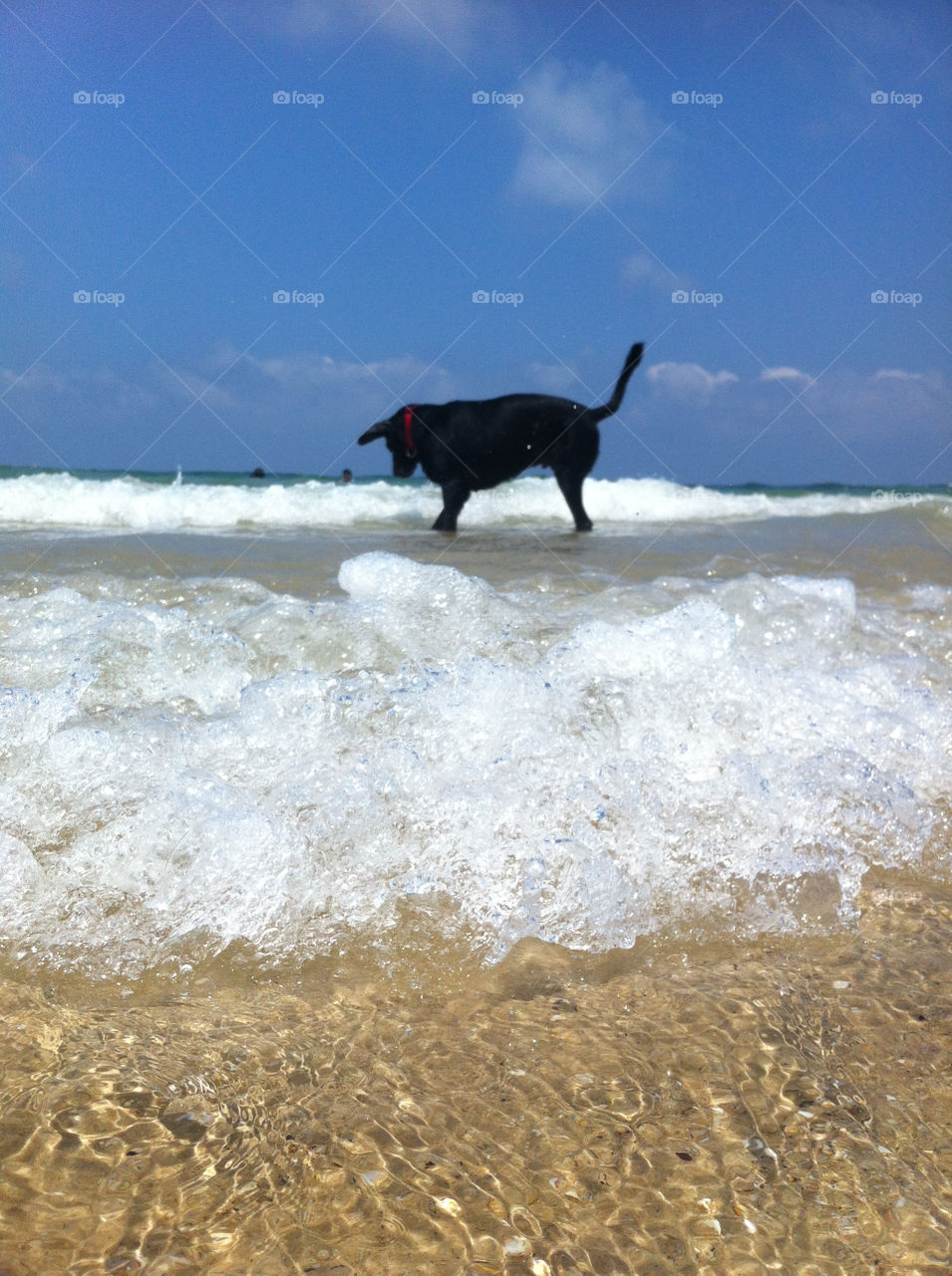 beach sky summer dog by smandarina
