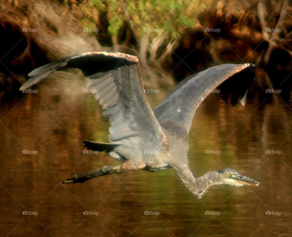 Great Blue Heron in Flight