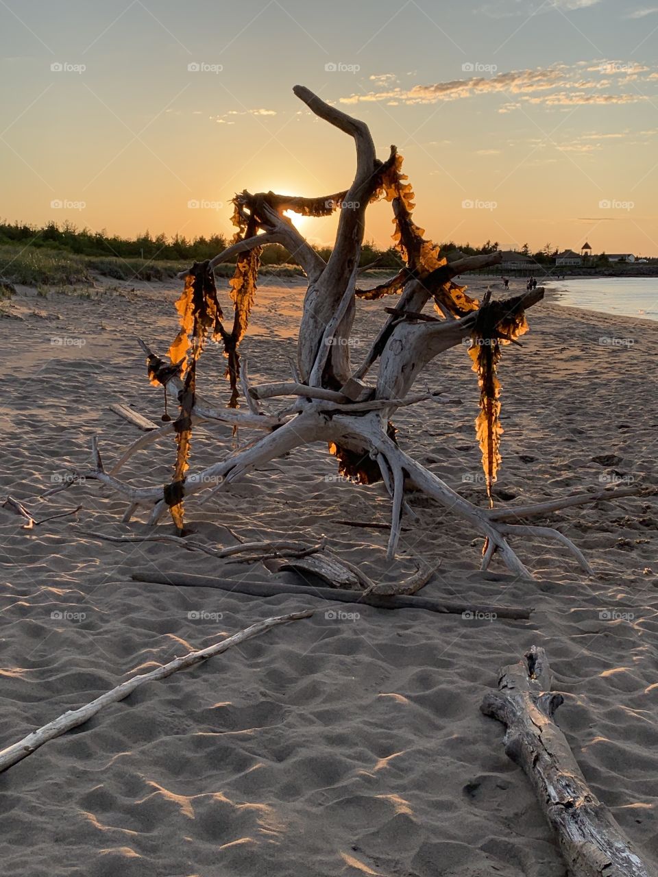 Found this large log washed up on the shore wrapped in seaweed at the Dunes in Bouctouche. New Brunswick has so many beautiful places to see. This is just one example of a summer night in this magnificent province.