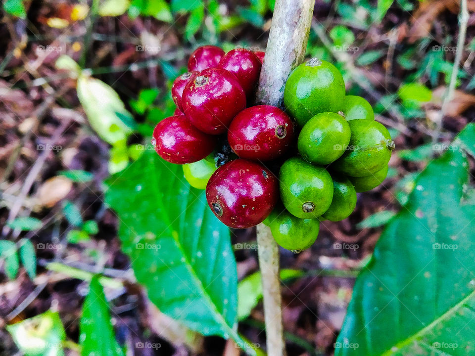 cofee fruits
