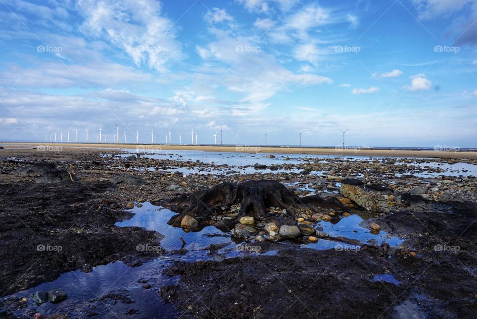 Redcar Petrified  Forest March 2018