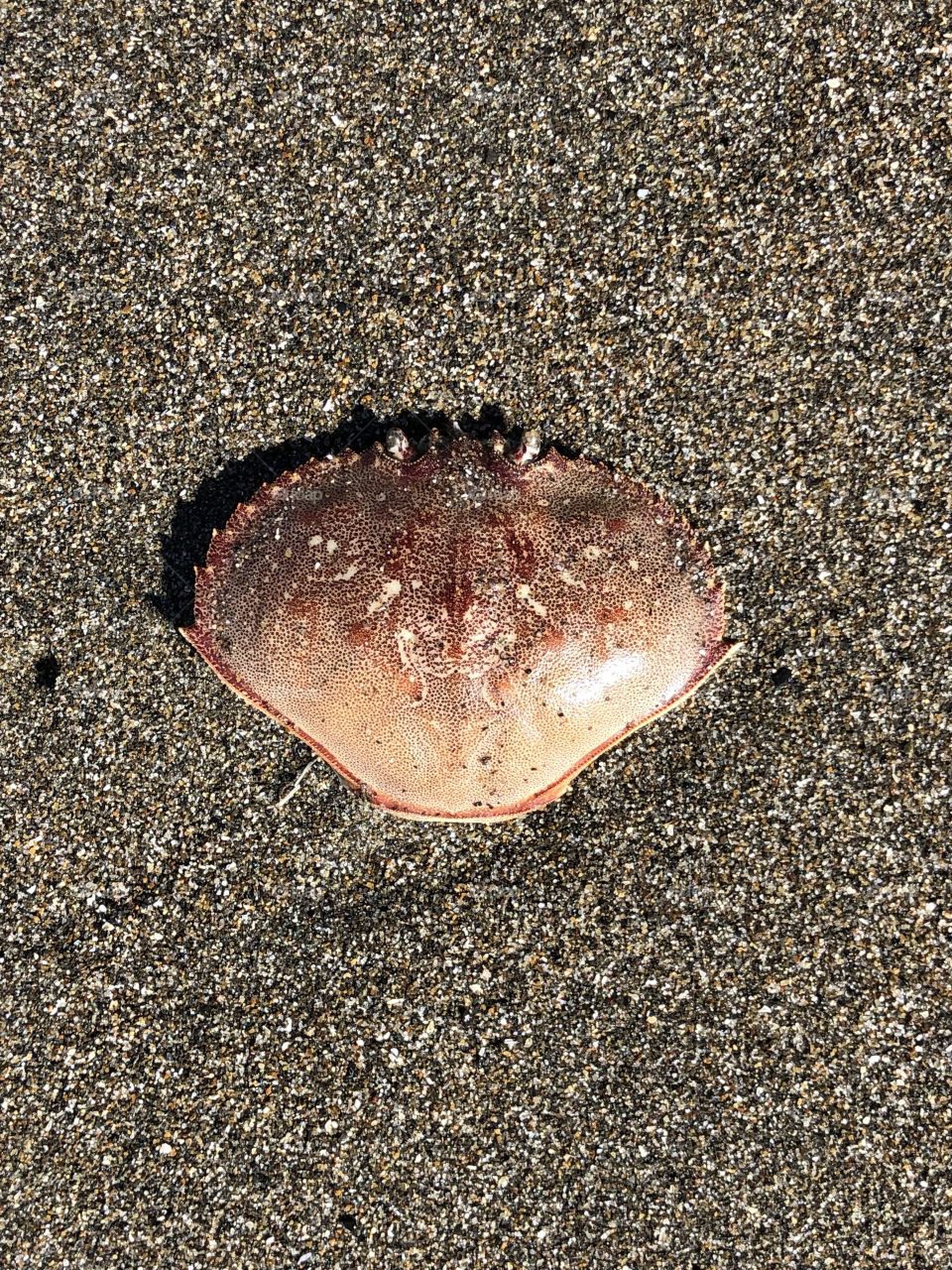 Washed Up Crab