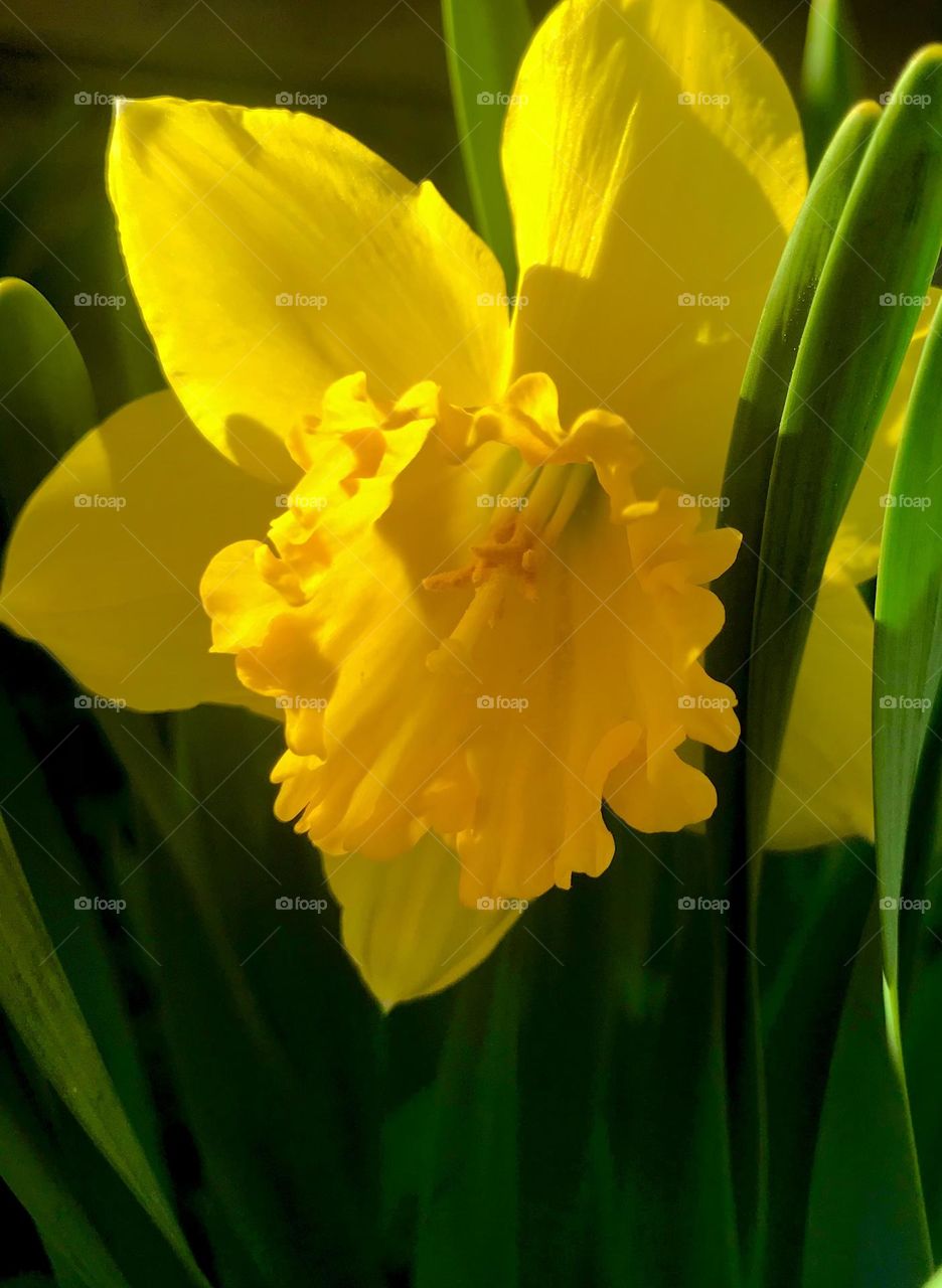 Daffodil closeup 