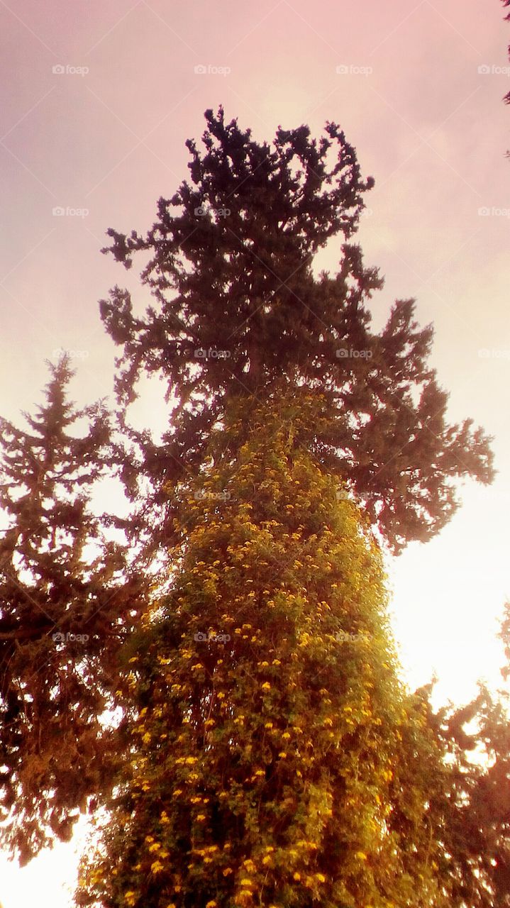 Tallest special flowering tropical exotic
tree up to purple sky#nature# shape#
wallpaper#canvas#interesting