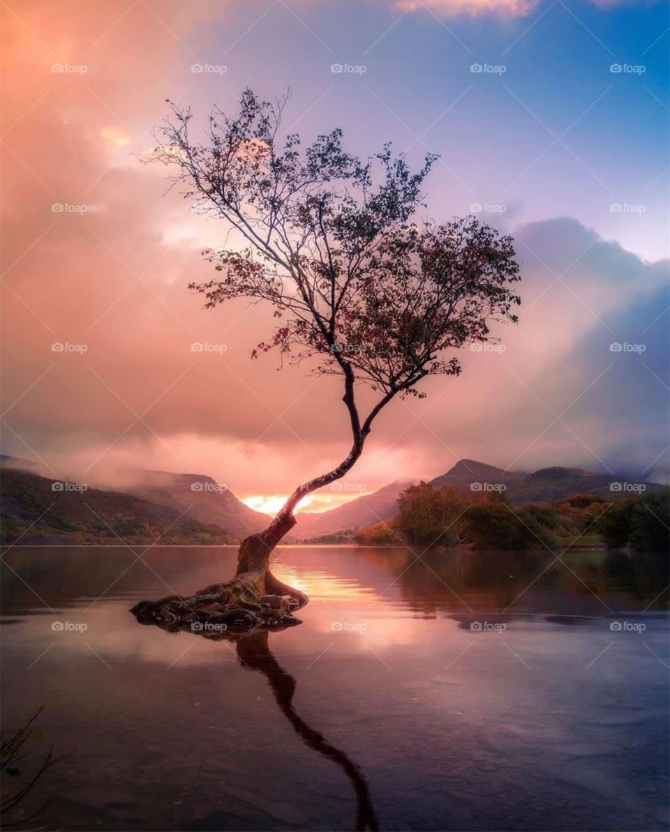 tree in water