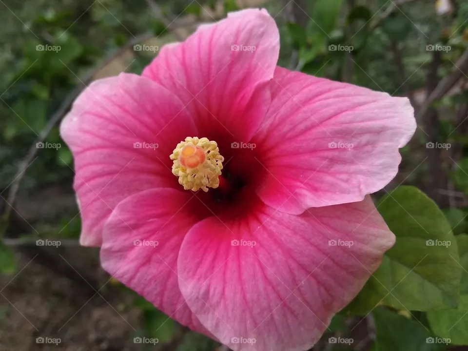 flower