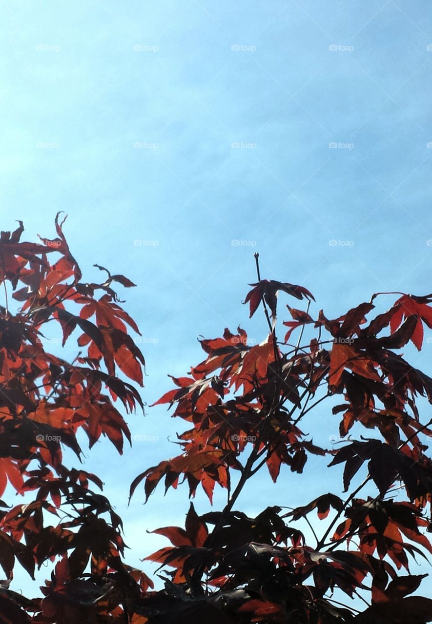 fall leaves against sky red