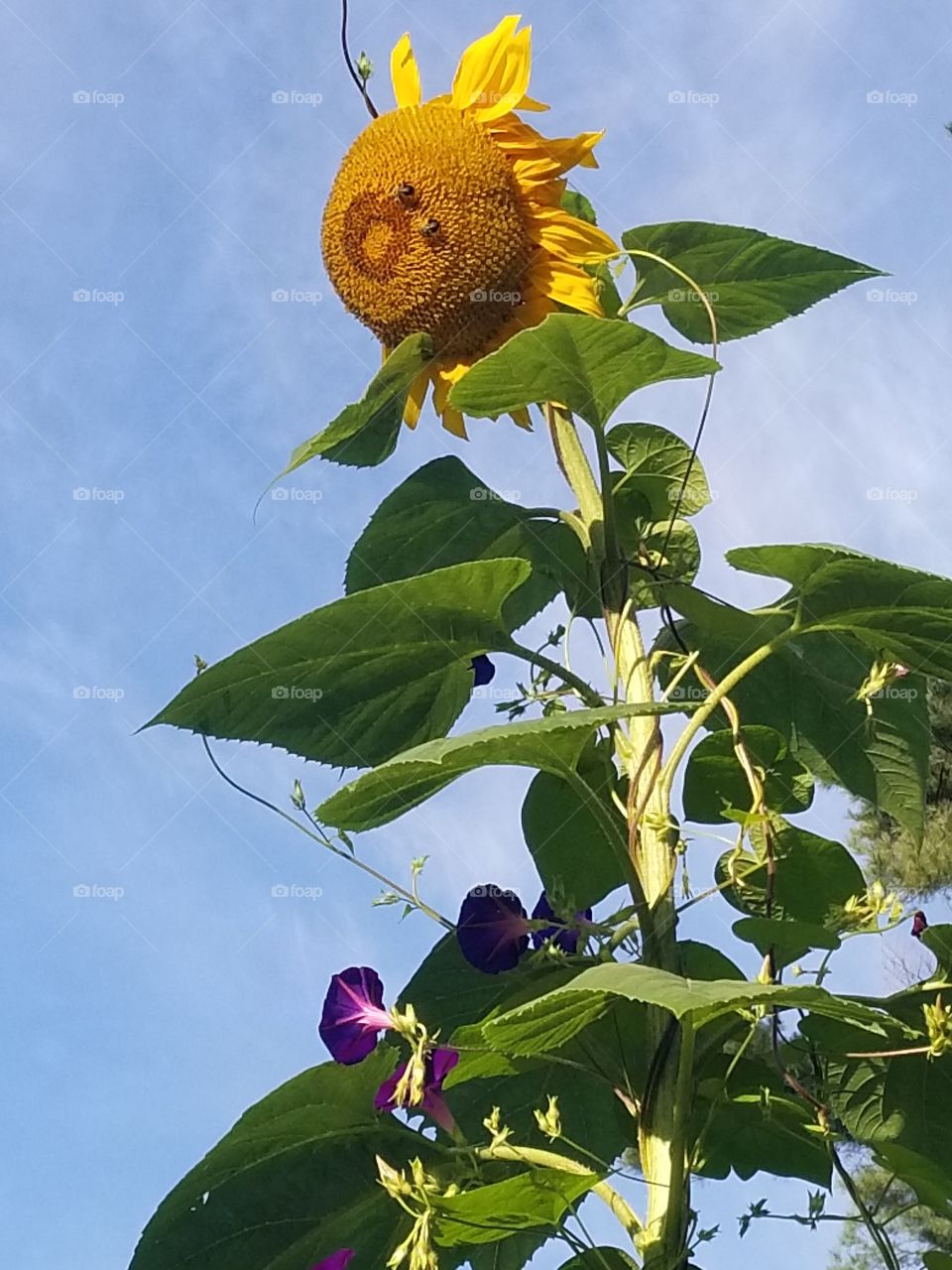 sunflower