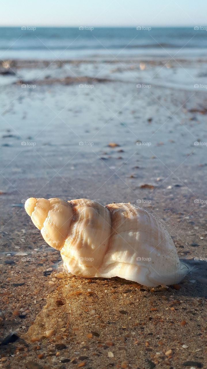 shell on the beach