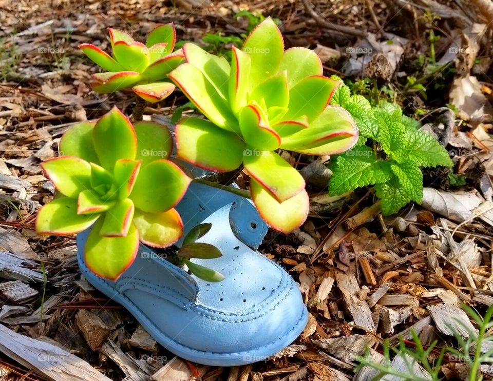 succulent in baby shoe. a succulent planted in blue baby shoe recycling diy repurpose
