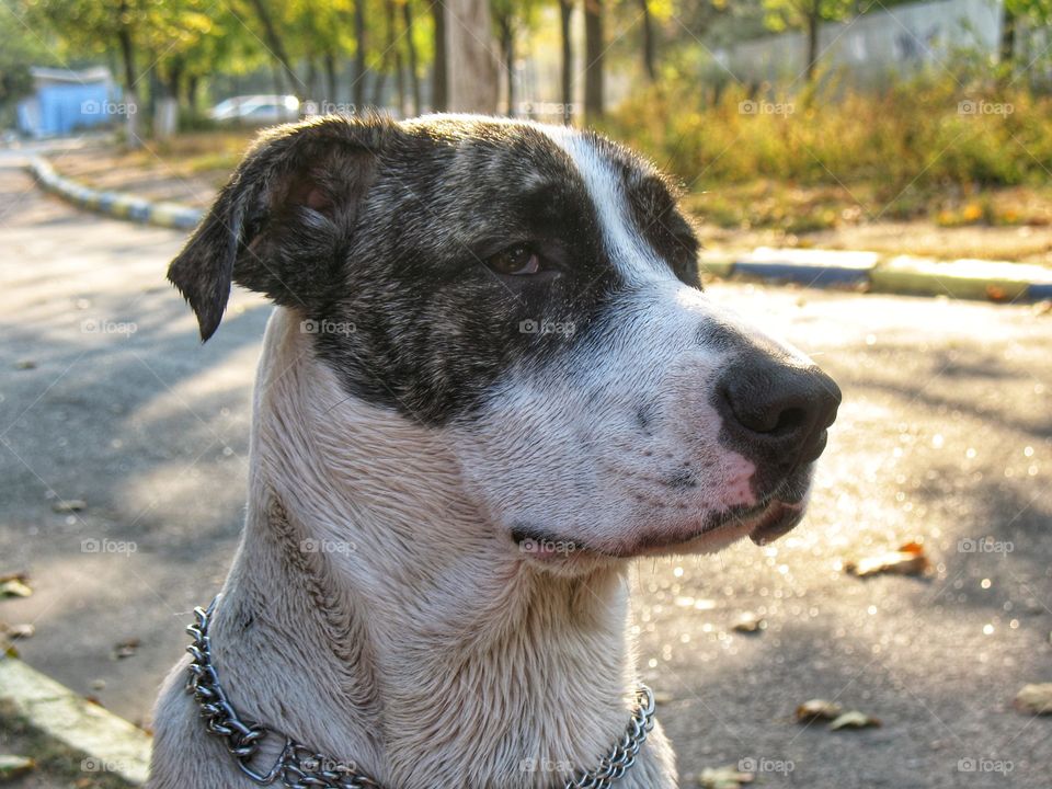 portrait of a wet dog портрет мокрой собаки