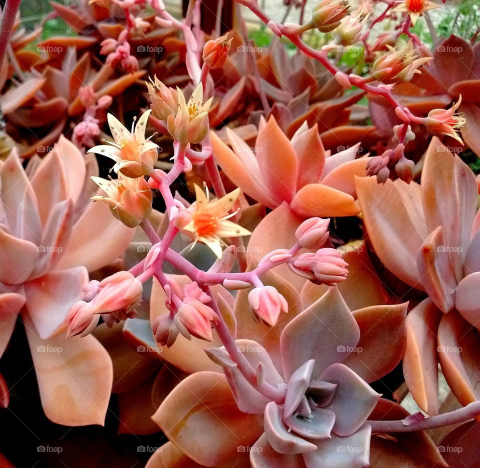 vibrant pink plants