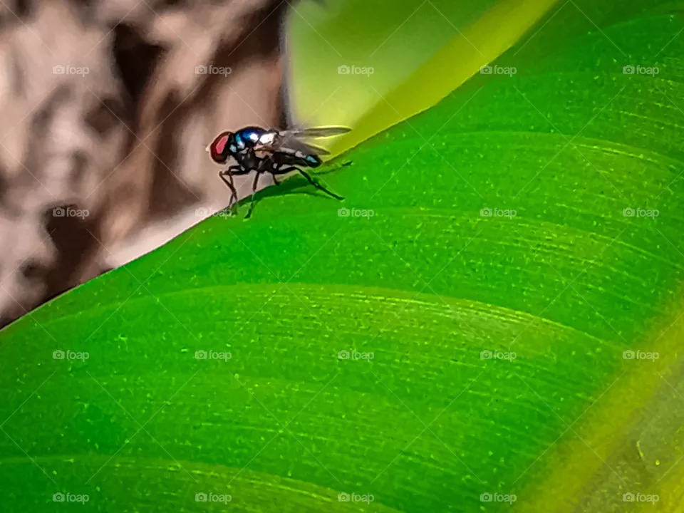Housefly in the garden