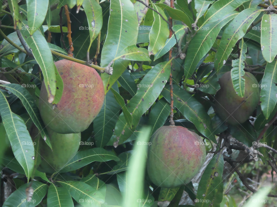 Julie Mangoes on Tree