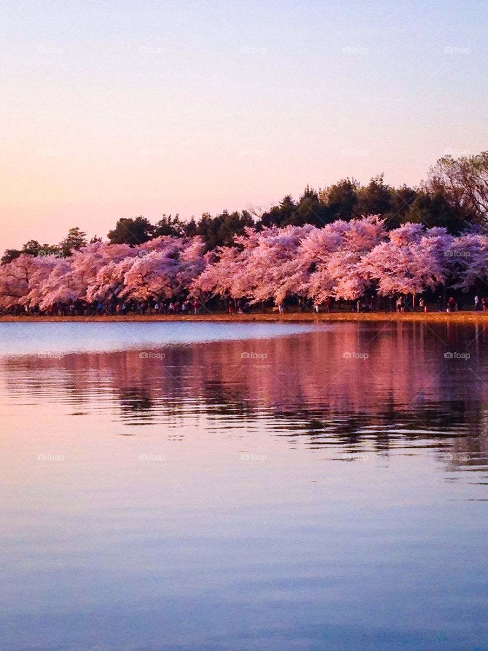 Cherry blossoms 2014 8