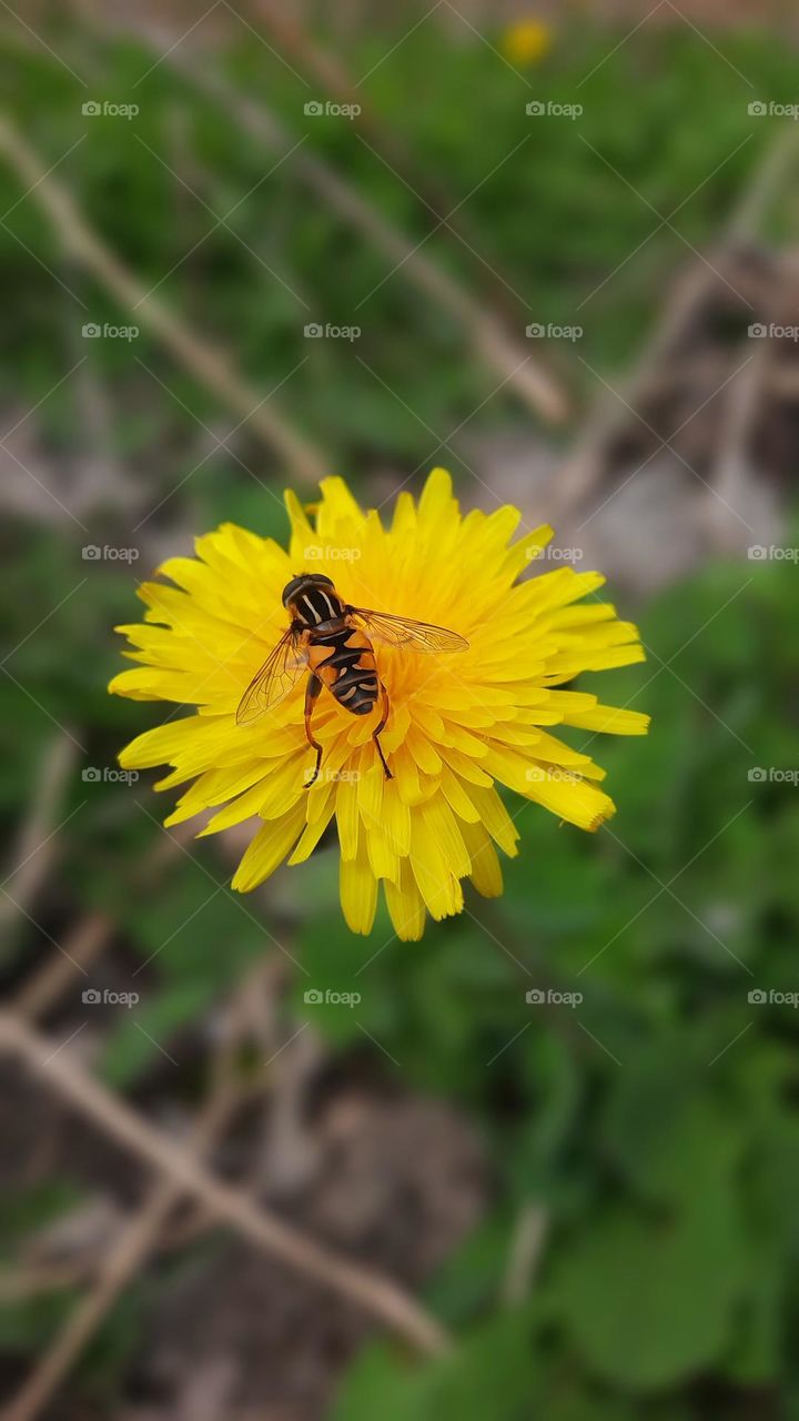 bees on flower
