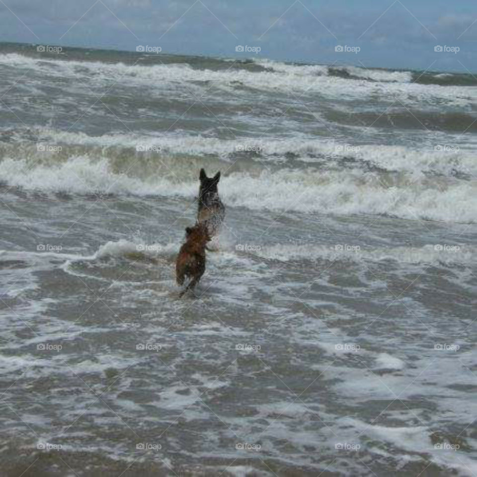 my dog is in thé sea