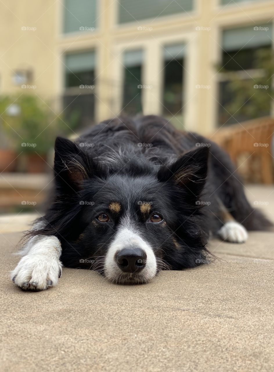 Black and white border collie lying down resting 
