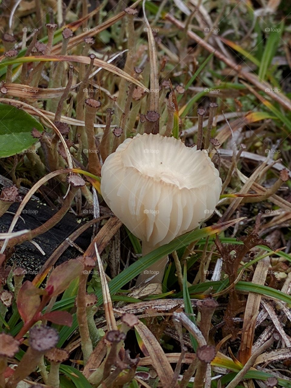 water cup mushroom