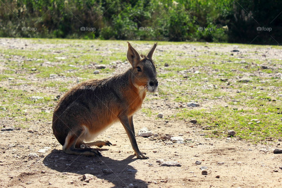 patagonic rabit