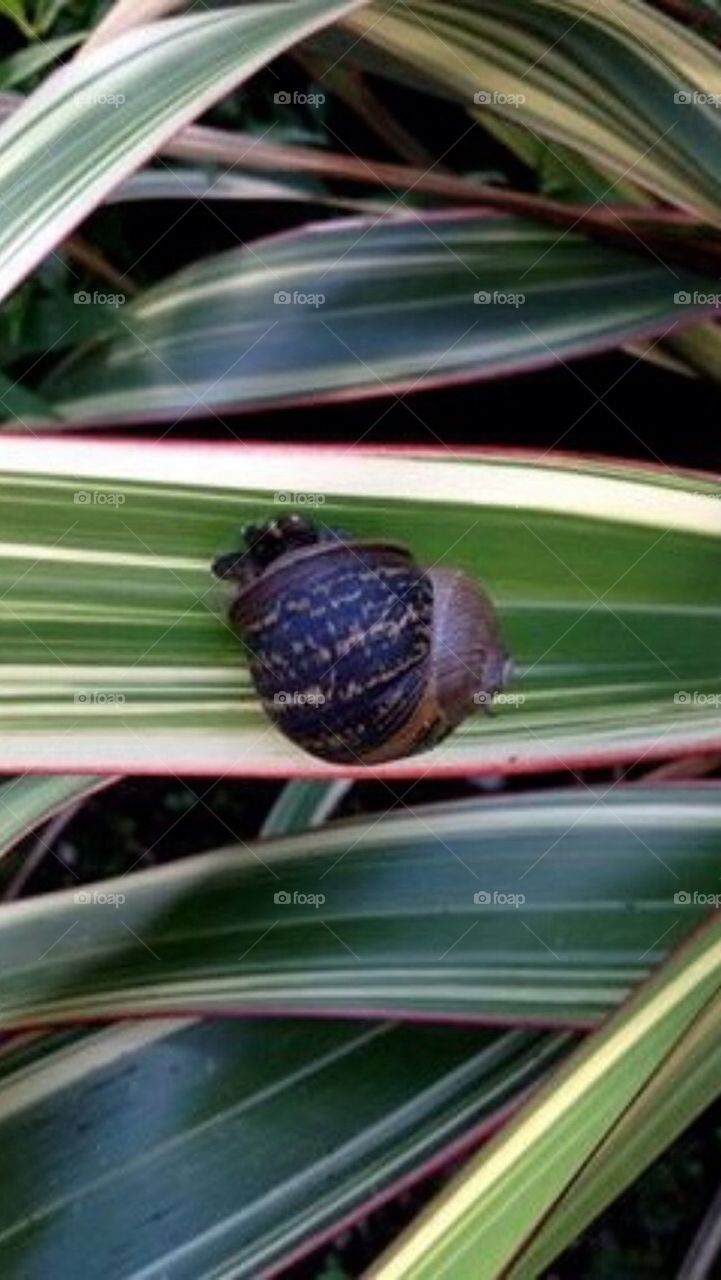 Kylemore Abbey resident