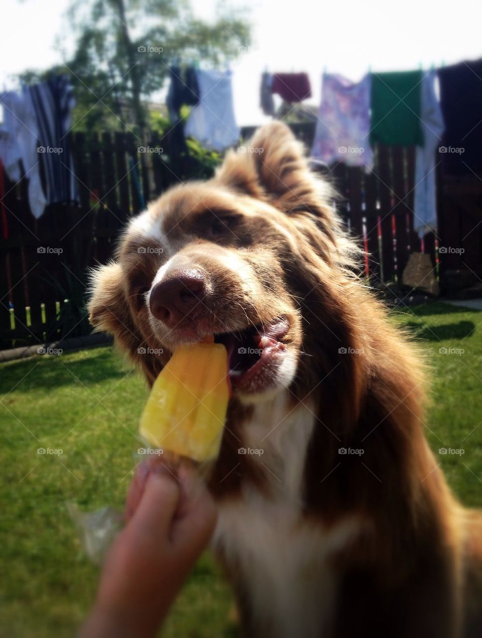 Dog licking ice lolly