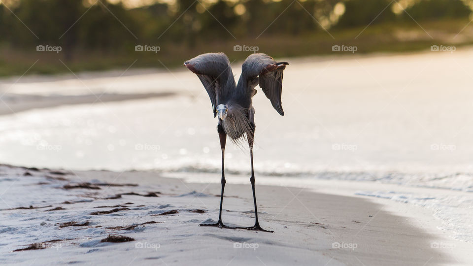 Crane. This bird kept stalking out fishing spot
