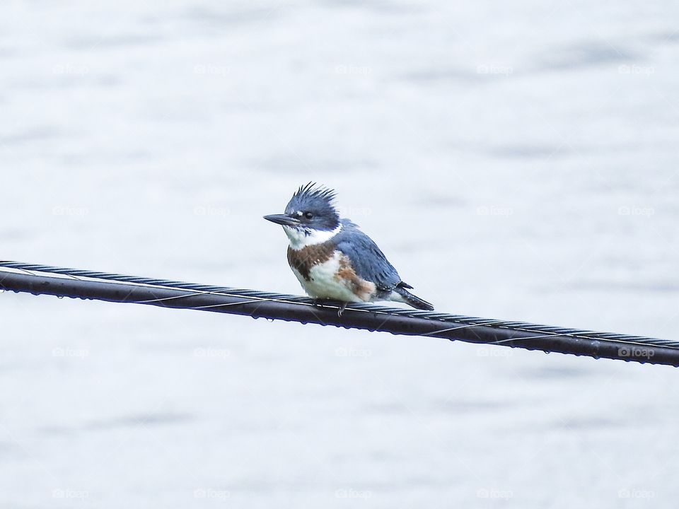 Bird on a wire kingfisher