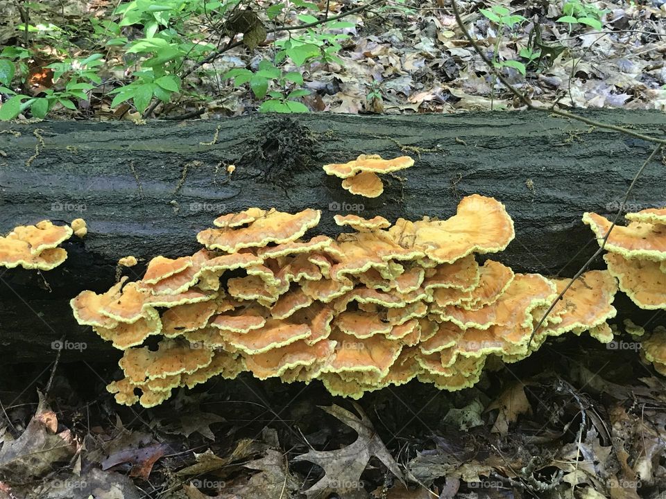 Orange and yellow mushrooms on tree trunk