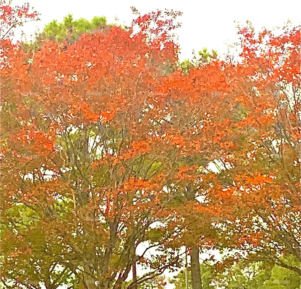 Red trees