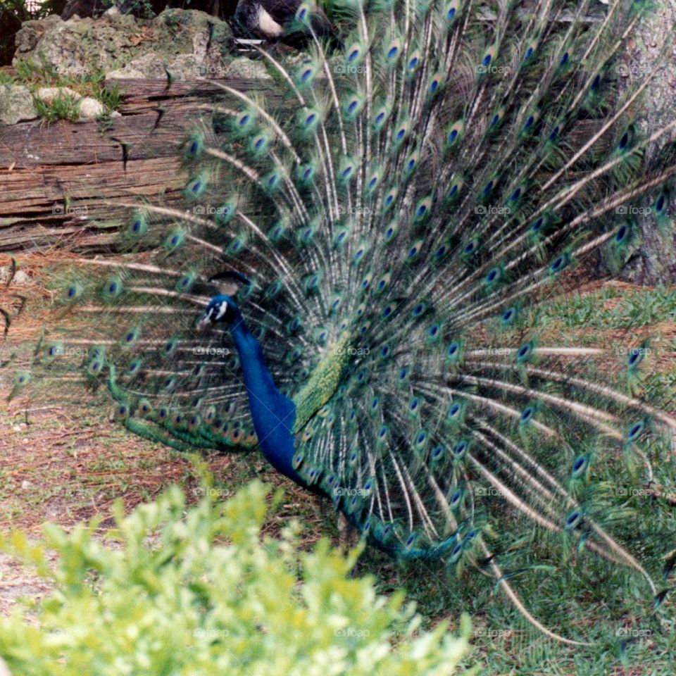 peacock tail. male peacock tail