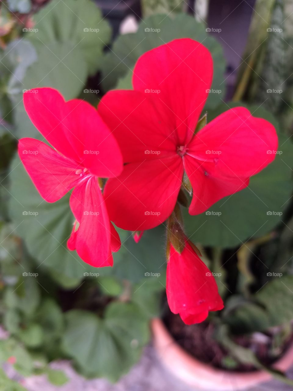 red Flower