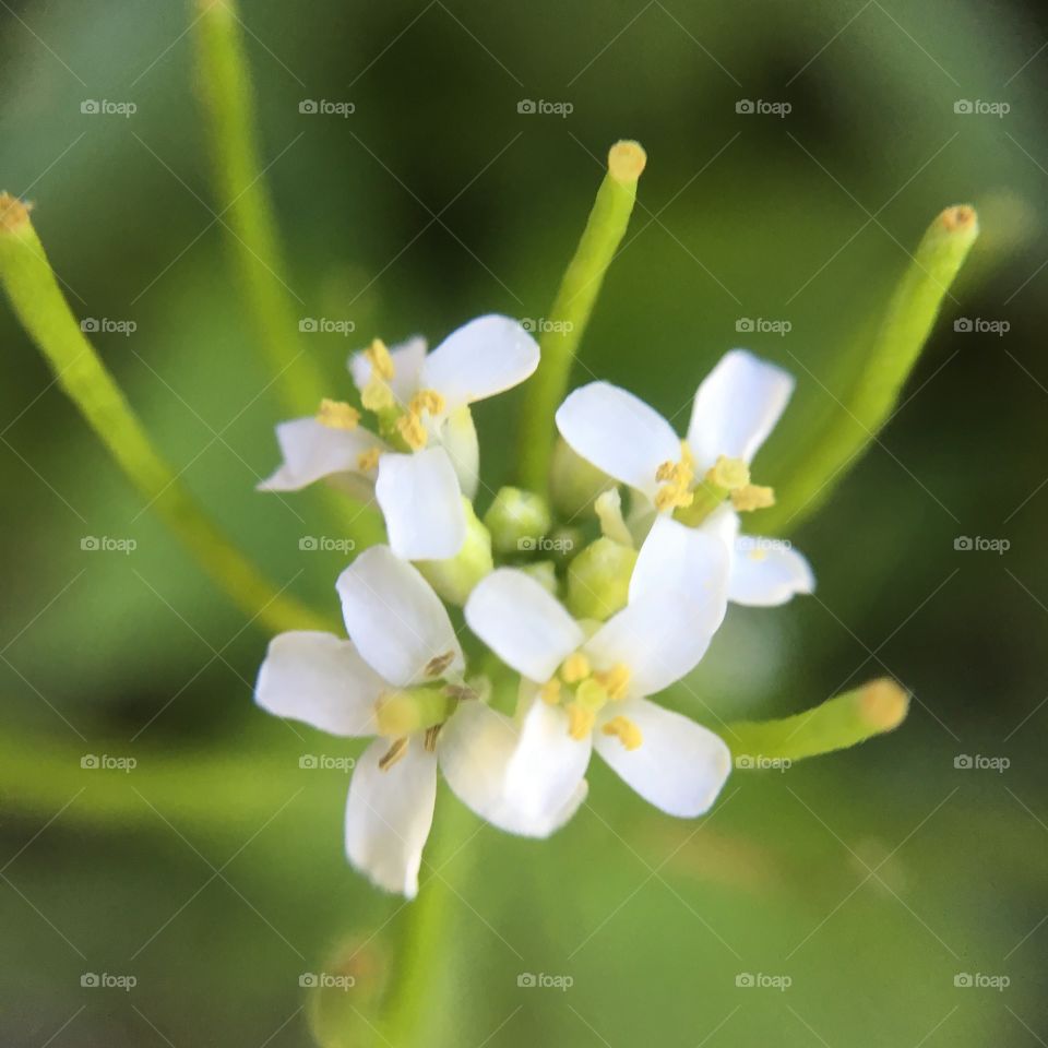 Tiny flowers