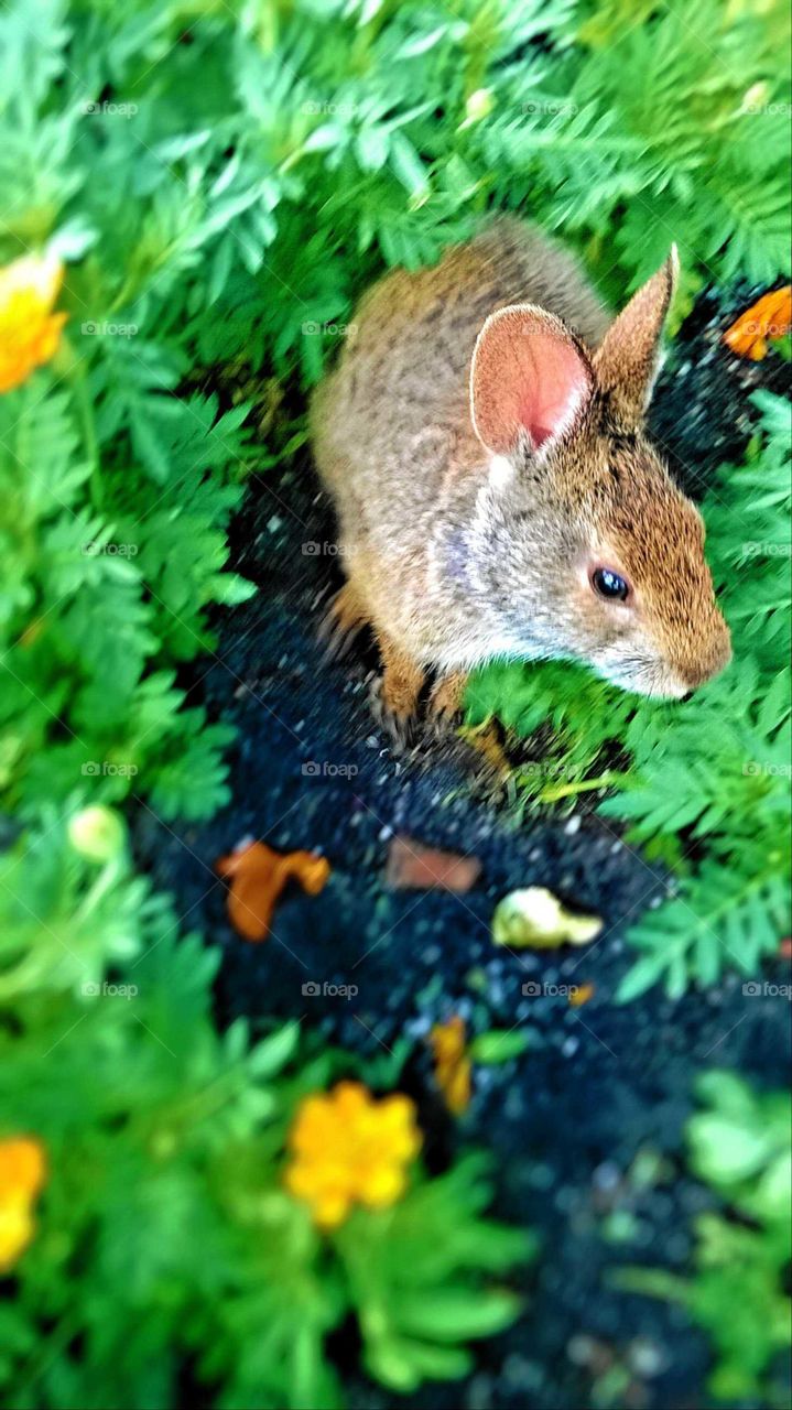 A wild brown rabbit with white and grey streaks in his fur hopping through bright green and yellow plants.