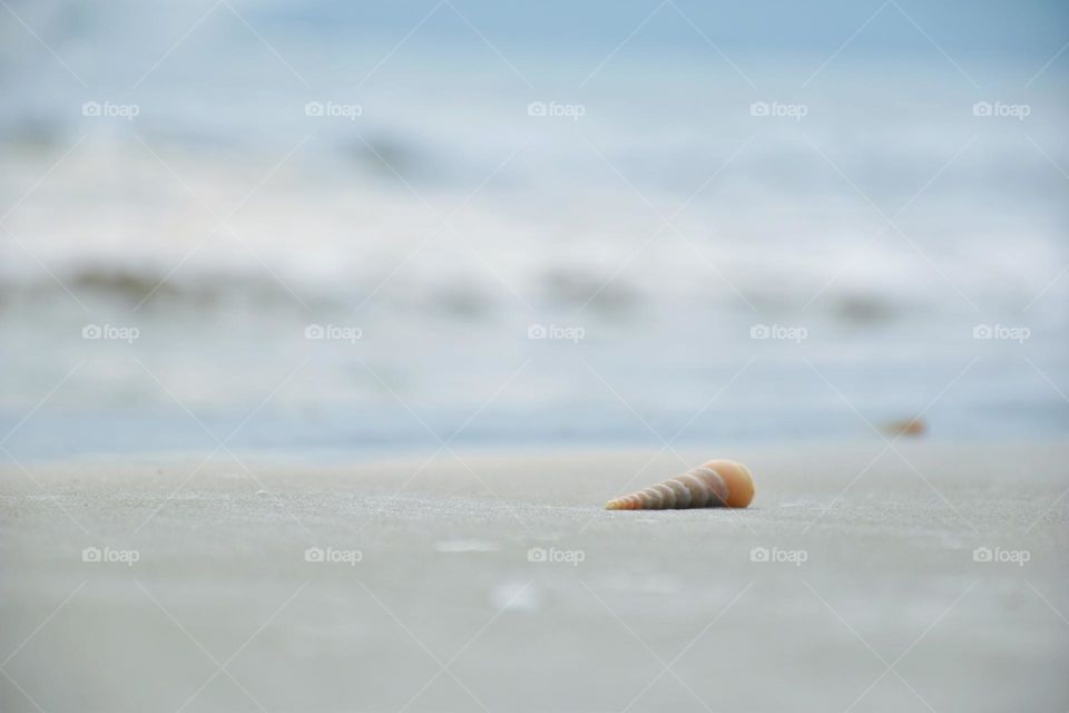 Solitary clam