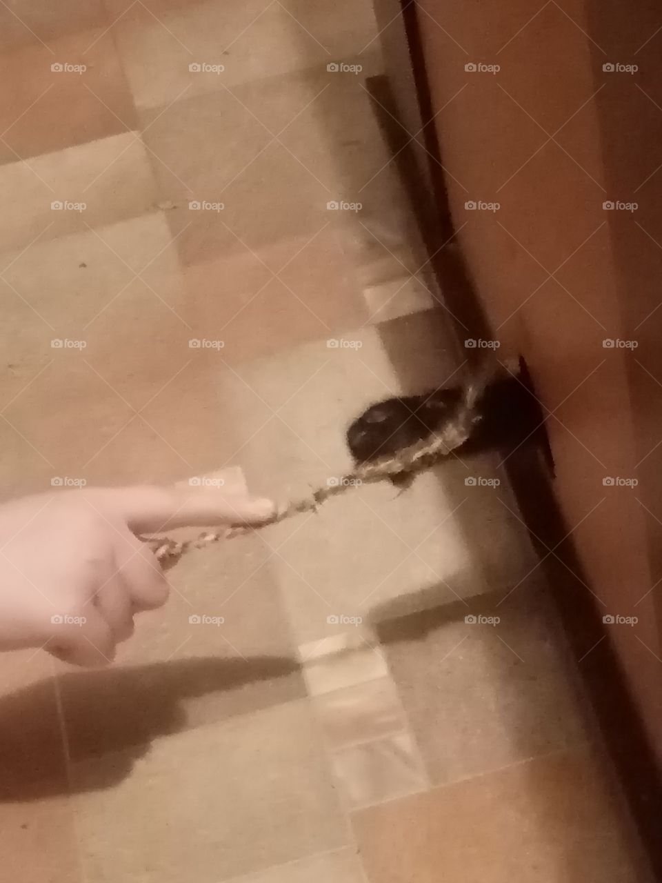 Looking for a Shadows