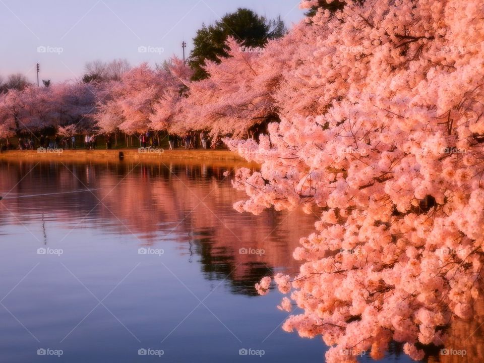 Cherry blossoms 2014 18