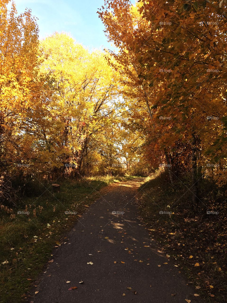 Fall walk 