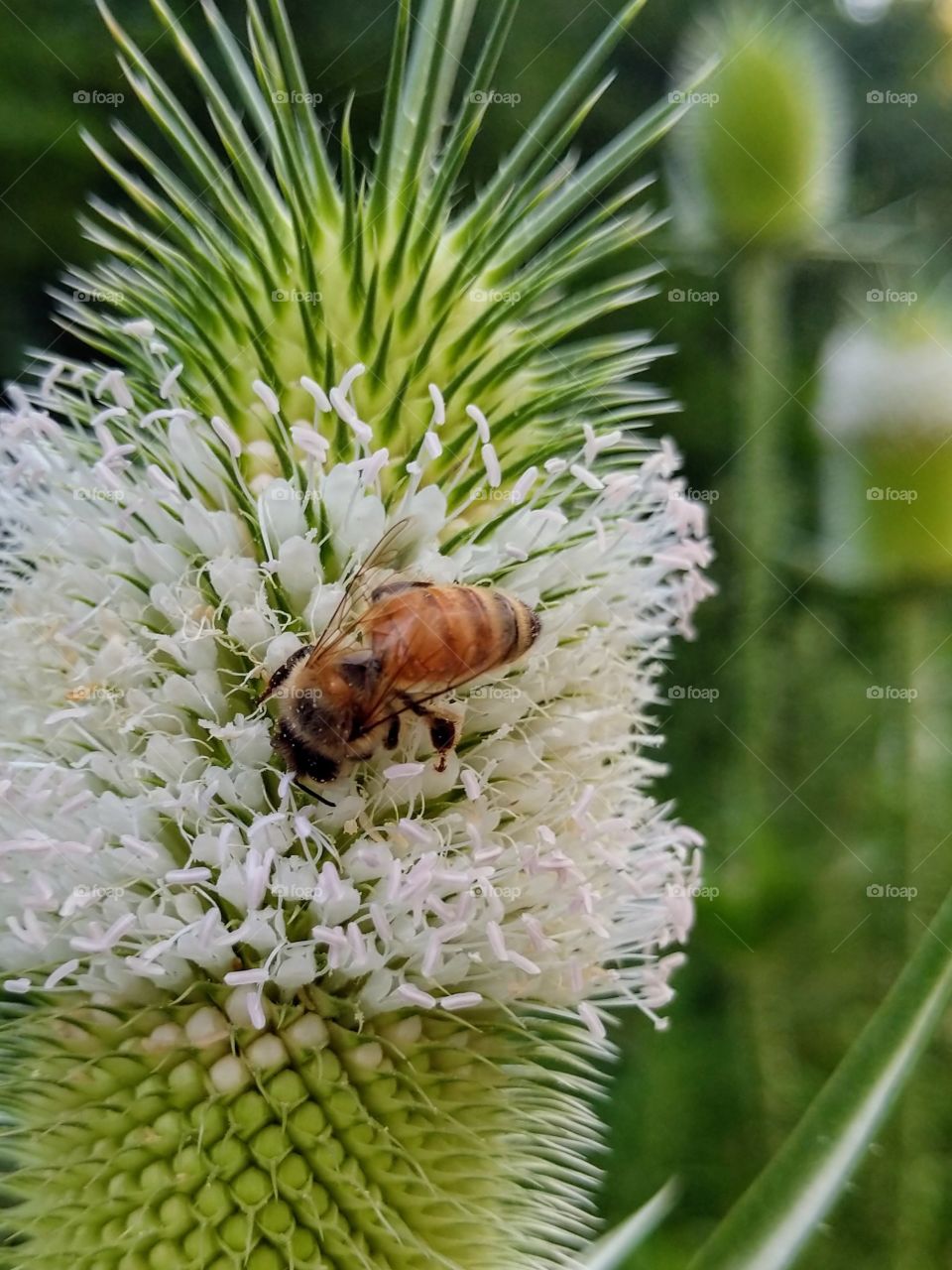Working bee 2